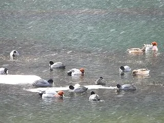 冬に見られる野鳥一覧｜日本で身近に見られ…