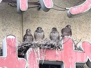 温泉街で子育てする猛禽