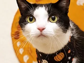 ハロウィンカラーの飾りを