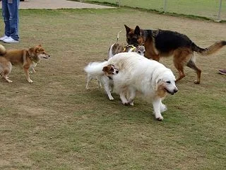ドッグパークで遊んだよ