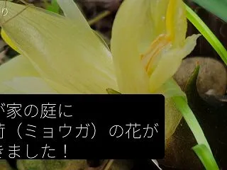 我が家の庭に茗荷（ミョウガ）の花が咲きま…