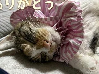 ありがとうございましたm(_ _)m