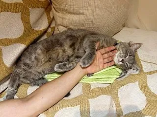 ナデてもらってグースカ