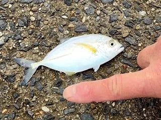 【楽天トラベル】孫と合流！釣りを楽しむ