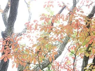 261019