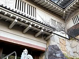 朝んぽ城