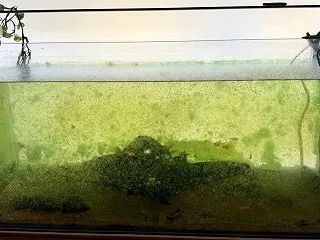 1ヶ月放置で崩壊