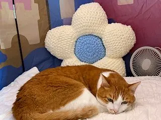 もう少し休むにゃ