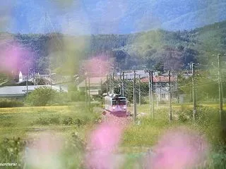 コスモスとレインドリーム号