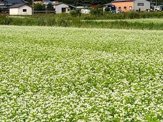 南阿蘇そば畑
