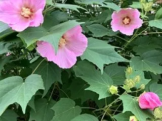 花盛り〓️