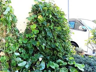 今年の夏の庭は・・・完全に失敗しちゃいま…