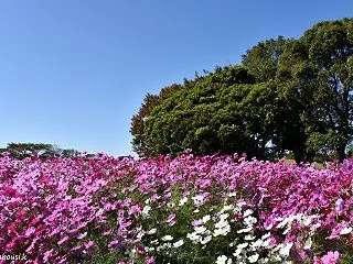 秋晴れとコスモス畑