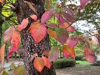 「先日お邪魔した山形県総合運動公園にて撮…