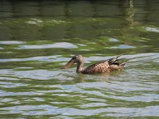 蓮沼海浜公園のハシビロガモ