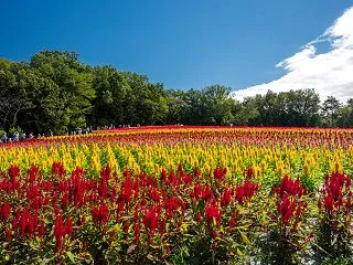 武蔵丘陵森林公園へ10/3その3