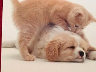 10月19日のエンジェルキャットオラクル…