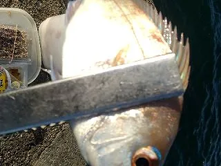 アジ入れ食いということは、、、タチウオさ…