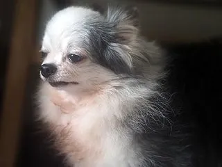 結構無視するちめたん