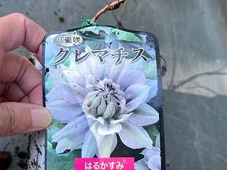 秋 目覚めたクレマチスのお手入れ