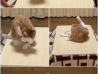 ボクのお立ち台ニャ！