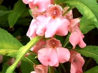 今日という日は！10月19日！誕生花と花…