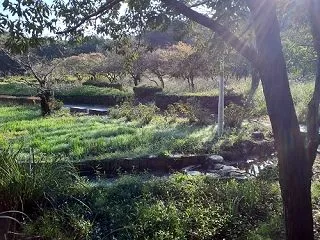 名古屋つれづれ・祭