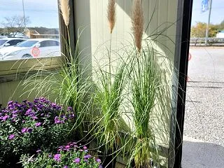 秋の園芸屋さんへ