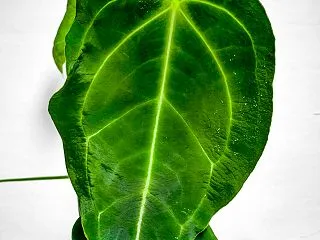 アンスリウム・フォルゲッティを植え替えた…