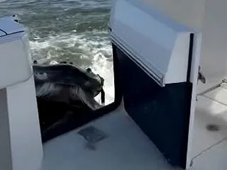 NY州の沖合で、浮上してきたザトウクジラ…