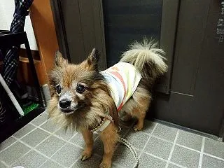 まだ続いている早朝散歩