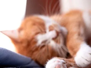 今日も窓辺が最高