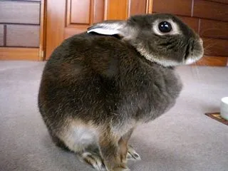 ヒャッホーイ