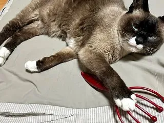マッサージを所望でしょうか？