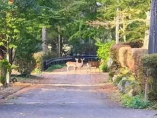 衣替えの鹿さん