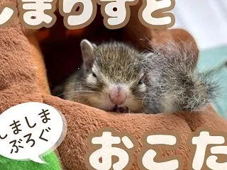 しまりすとおこた