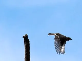 意外な場所で＊エゾビタキ（その1）