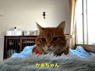 インフルエンザA型･･･