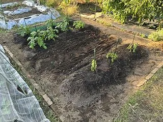 【番外編】家庭菜園2年目 今年もじゃがい…
