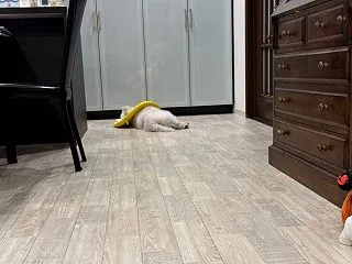 お耳と皮膚の経過