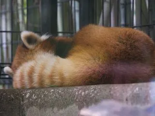 千葉市動物公園 202609 34