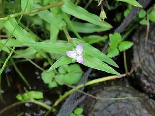 2026年9月27日につくば植物園で見た…