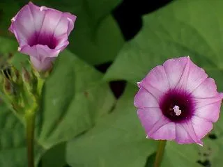 ホシアサガオ（星朝顔）＜佐賀県神埼市＞