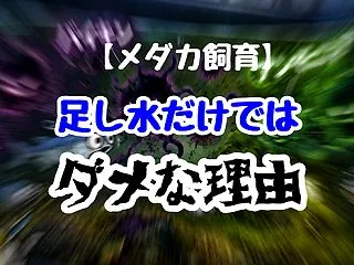 【メダカ飼育】足し水だけではダメな理由