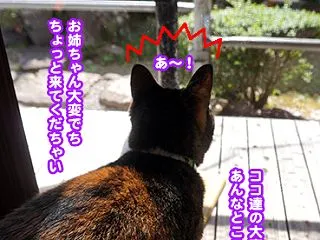 6870.撤去反対