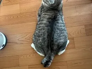 何するんだっけ？😁