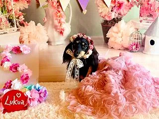 ルクア嬢❤️5歳のお誕生日❤️