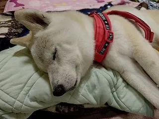 帰るぞう～ 🐸🐘