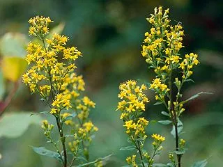 【誕生花】10月19日 アキノキリンソウ…