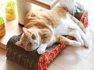 確かめたい猫。